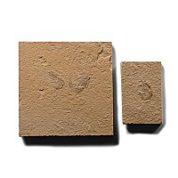 Fossil Shrimp in Matrix Group