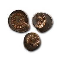 Whitby Dac Polished Fossil Ammonites