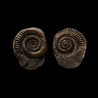 Whitby Dac Fossil Ammonite Nodule