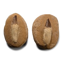 Composite Fossil Mosasaur 'Marine Dinosaur' Tooth Group