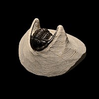 Fossil Cornuproetus Trilobite