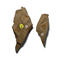 Fossil Daguinaspis Trilobite