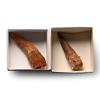 Fossil Spinosaurus Dinosaur Tooth Pair