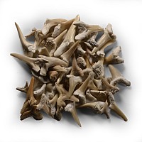 Fossil Sand Shark Tooth Group