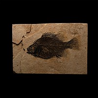 Green River Fossil Priscacara Fish