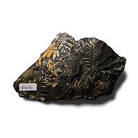 Fossil Fern Leaves in Matrix