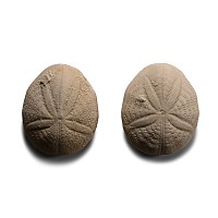 Fossil Sea Urchin Pair