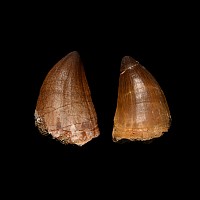 Large Fossil Mosasaur 'Marine Dinosaur' Teeth
