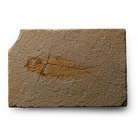 Wyoming Fossil Knightia Fish
