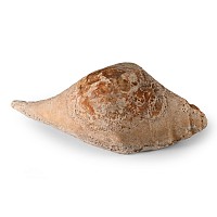 Western Asiatic Ground-Down Pierced Shell Mount