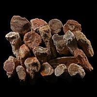 Unpolished Large Fossil Tree Branch Section Group [20]