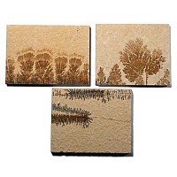 Dendritic Limestone 'Plant-Like Formation' Tile Group [3]