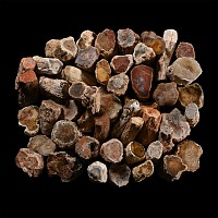 Unpolished Fossil Tree Branch Section Group [50]