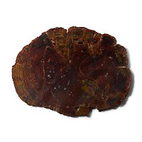 Very Large Cut and Polished Agatized Fossil Tree Trunk Slice