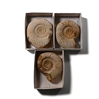 Boxed and Labelled Fossil Ammonite Collection [3]