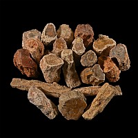 Unpolished Large Fossil Tree Branch Section Group [20]