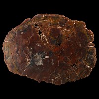 Large Fossil Cut and Polished Tree Trunk Slice
