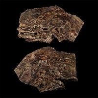 Large Agatized Fossil Cut and Polished Tree Trunk Slice Pair [2]