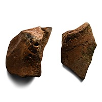 Fossilised Woolly Mammoth Leg Bone Group