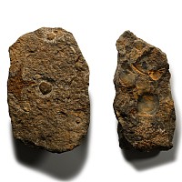 Fossil Petraster Starfish Group