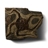 Ophiuroidea Fossil Brittle Star
