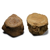 Plesiosaur 'Marine Dinosaur' Fossil Vertebrae Pair