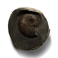 Large Fossil Ammonite Nodule