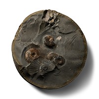 Large Fossil Ammonite Cluster Nodule