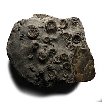 Large Fossil Ammonite Cluster