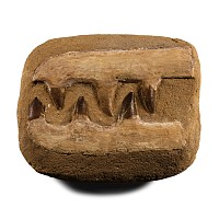 Mosasaur 'Marine Dinosaur' Fossil Teeth in Composite Matrix