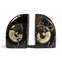 Polished Fossil Goniatite Bookends