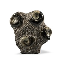 Polished Fossil Goniatite Stand