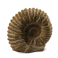 Agadir Fossil Ammonite