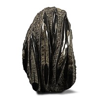Polished Fossil Orthoceras Plate
