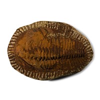 Cambropallas Fossil Trilobite