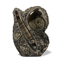 Polished Fossil Orthoceras and Goniatite Stand
