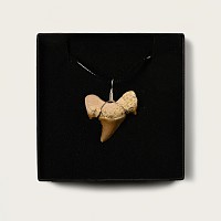 Otodus Fossil Shark Tooth Necklace
