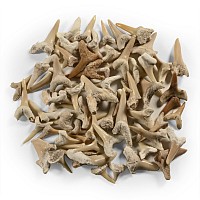 Fossil Sand Shark Teeth
