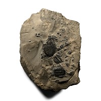 Elrathia Kingii Fossil Trilobites on Matrix