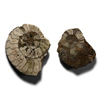 Cut and Polished Aegasteroceras Fossil Ammonites