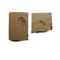Fossil Shrimp Plate Pair