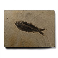 Diplomystus Fossil Fish in Matrix