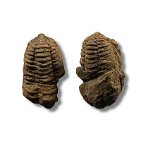 Flexicalymene Fossil Trilobite Group