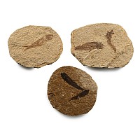 Green River Fish Fossils