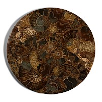 Large Cut and Polished Fossil Ammonite Plate