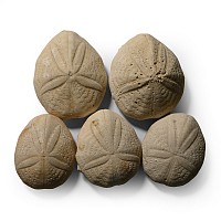 Eupatagus Fossil Sea Urchin Group