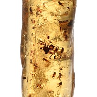 Insects in Polished Copal Amber