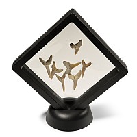 Fossil Sand Shark Teeth Display
