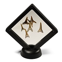 Fossil Sand Shark Teeth Display