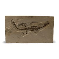 Mesosaurus Fossil Reptile Skeleton
